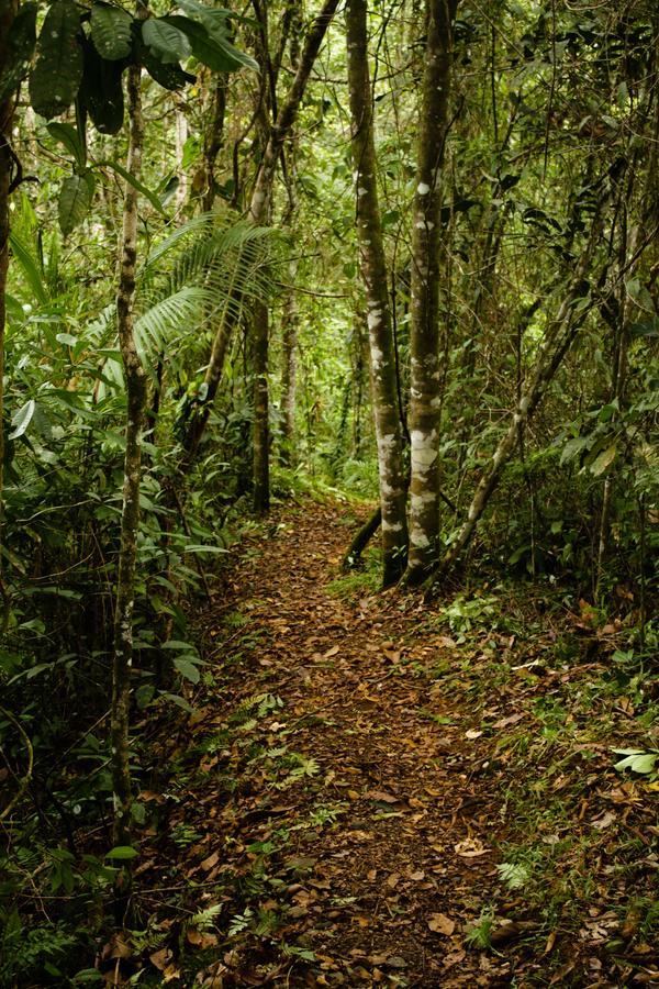 Отель La Anita Rain Forest Colonia Dos Rios Экстерьер фото